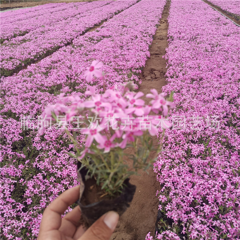 Кластерный флокс Жи Сакура Дизайн цветочного моря Цинчжоу Сосна Небесно-голубая гортензия Ландшафт
