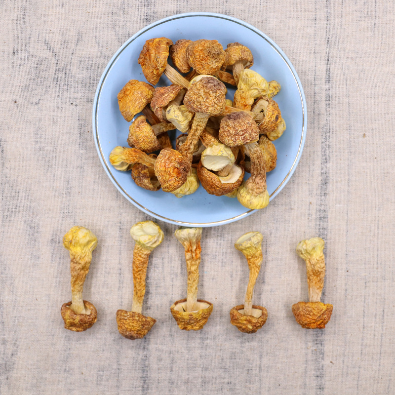 Yunnan Agaricus blazei dried goods wholesale new products Brazil mushroom edible fungus mushroom 500g bulk pine mushroom