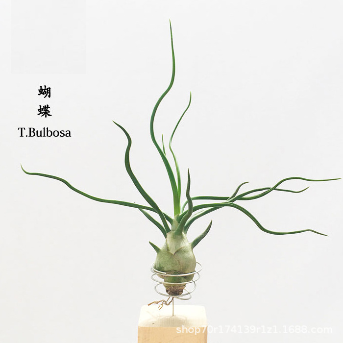 Wholesale Air Tillandsia Small Octopus Small Butterfly Foliage and Flower Plants Office Landscaping Potted Green Plants