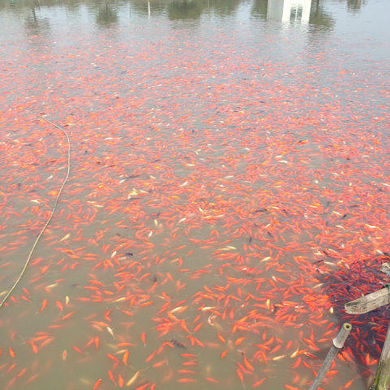 Red grass fish goldfish crucian carp fish small red grass freshwater pet goldfish small goldfish feed fishnet red tank fish