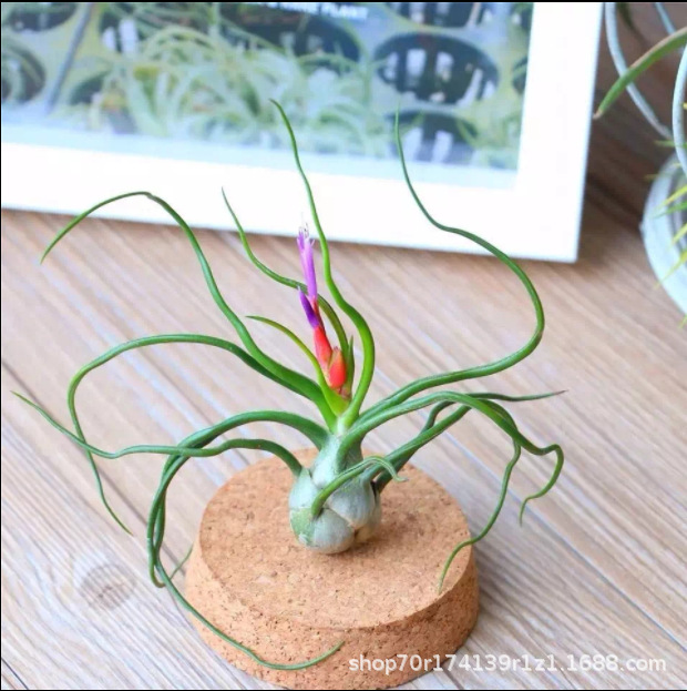 Wholesale Air Tillandsia Small Octopus Small Butterfly Foliage and Flower Plants Office Landscaping Potted Green Plants