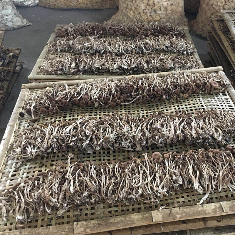 Unopened Dried Tea Tree Mushrooms, Sulfur-Free, New Stock, 500g Small Package, Bulk, Farm-Produced, Suitable for Soup and Stew Ingredients