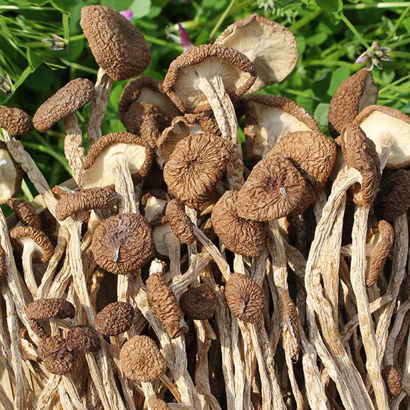 Неоткрытые сушеные чайные грибы, без серы, 500г, для супа и рагу