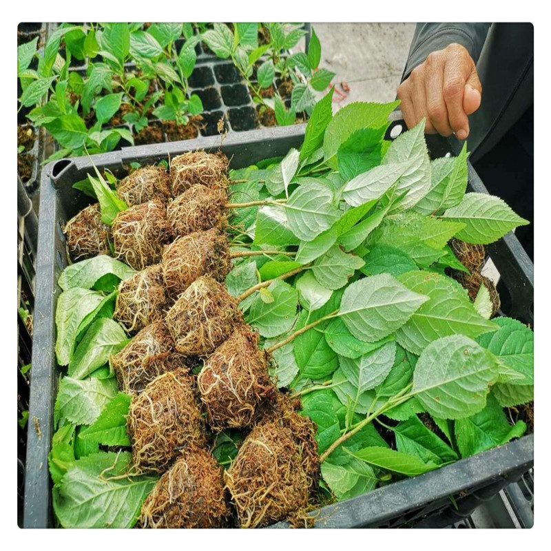 Оптовая продажа саженцев карликовой вишни Гизела, саженцы подвой Гизела № 6, подвой вишни № 12 и № 17 Y1