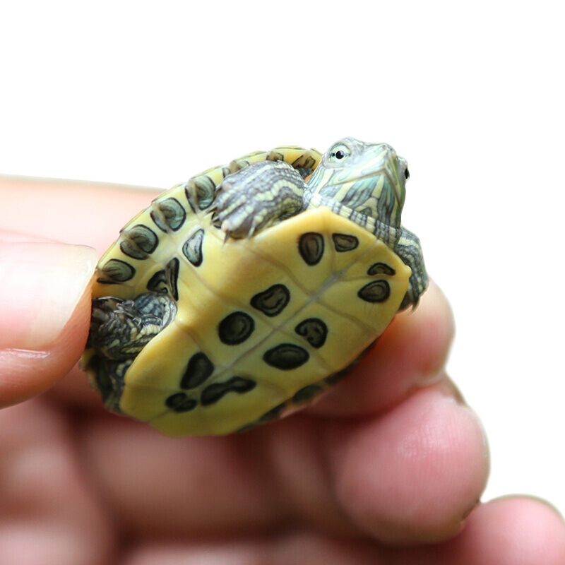 Brazilian small turtle pet living amphibious turtle Waitang red-eared omnivorous turtle farm wholesale stall ornamental water turtle
