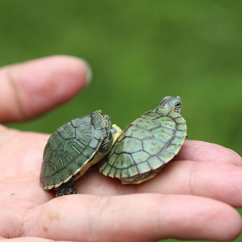 Brazilian small turtle pet living amphibious turtle Waitang red-eared omnivorous turtle farm wholesale stall ornamental water turtle