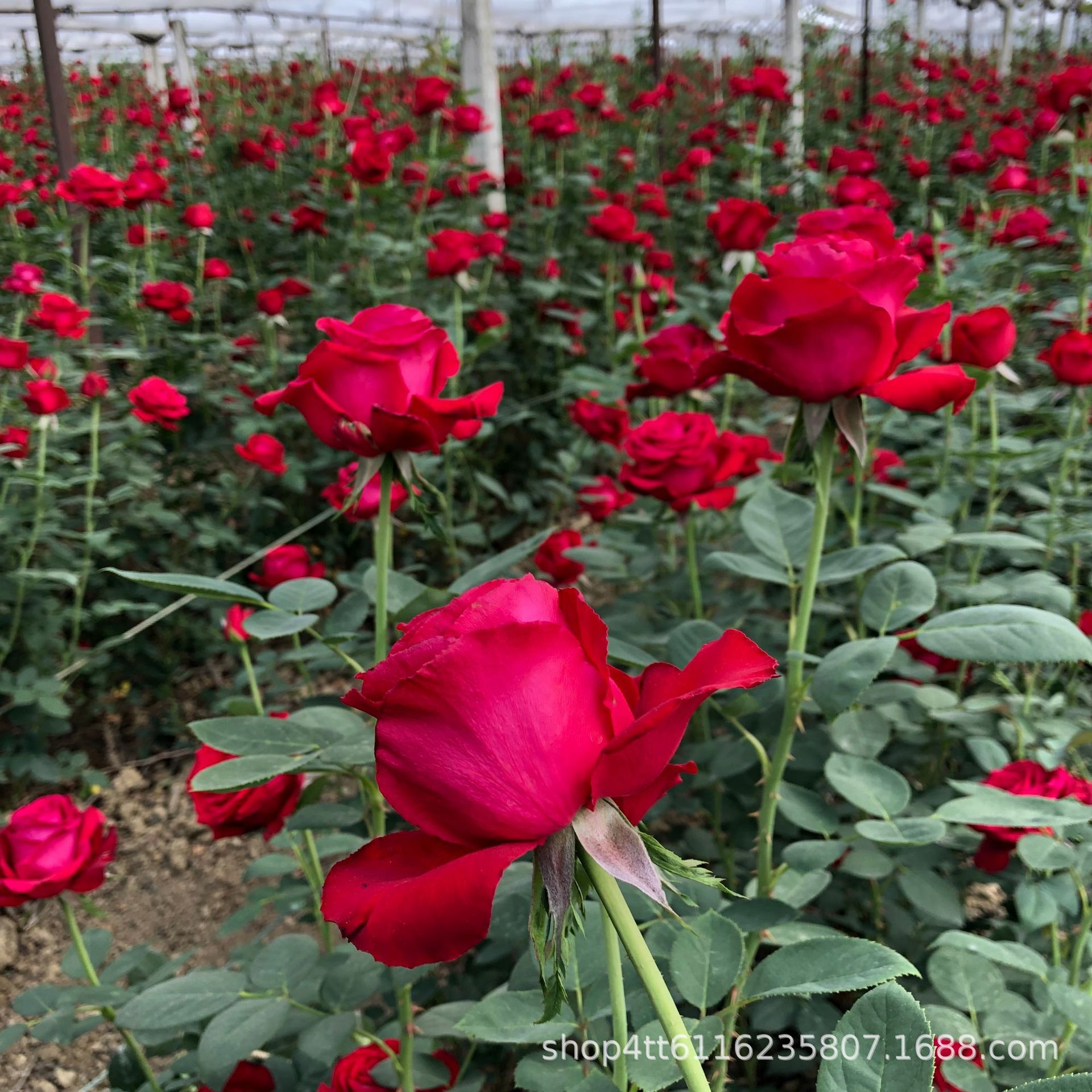 Corolla Fresh-Cut Flower Large-Flowered Rose Seedlings Large-Flowered Rose Seedlings Potted Plants Greening Courtyard Balcony Blooming in All Seasons
