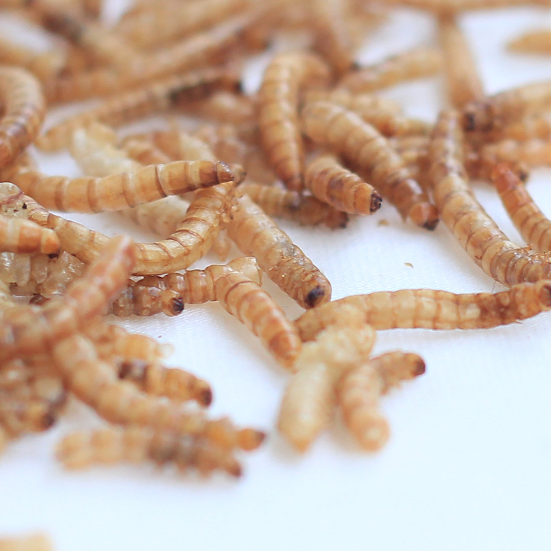 Pet snacks hamster food ornamental fish bread worm dried 500g yellow mealworm feed nutrition hamster food freeze-dried 1