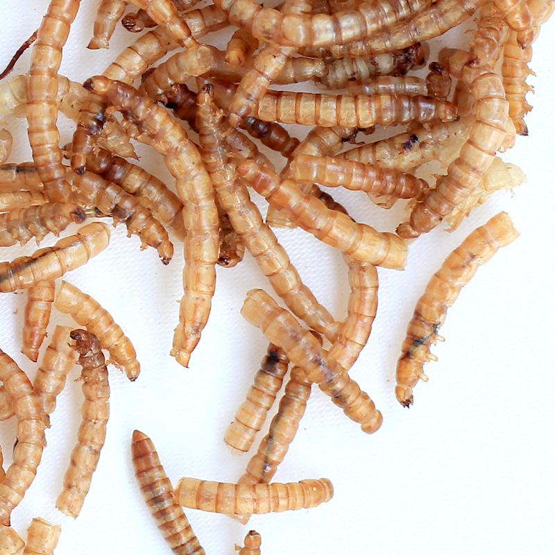 Pet snacks hamster food ornamental fish bread worm dried 500g yellow mealworm feed nutrition hamster food freeze-dried 1