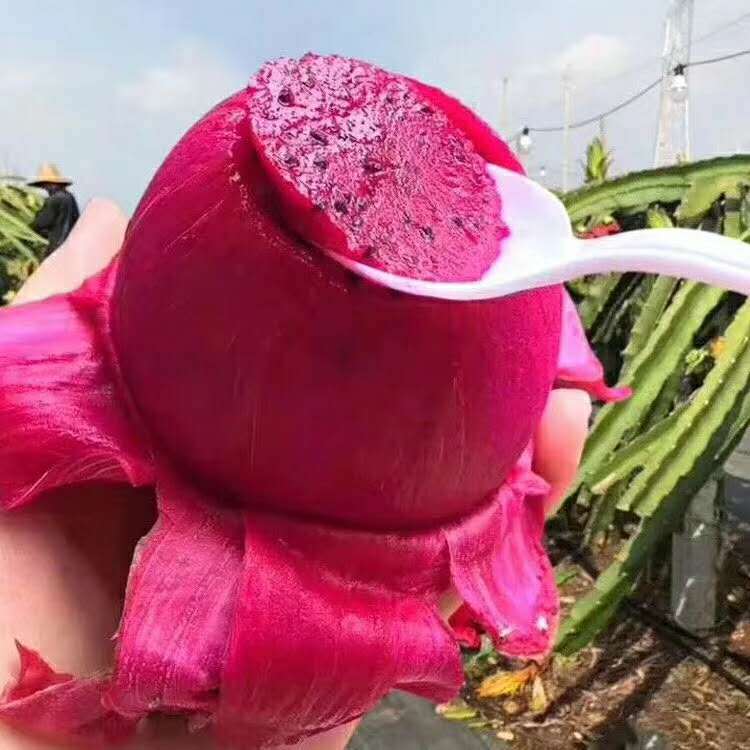 Питахайя Хайнань Джинду №1 свежий фрукт для беременных с красным мясом медовая Бао не Хайнань красная гортензия
