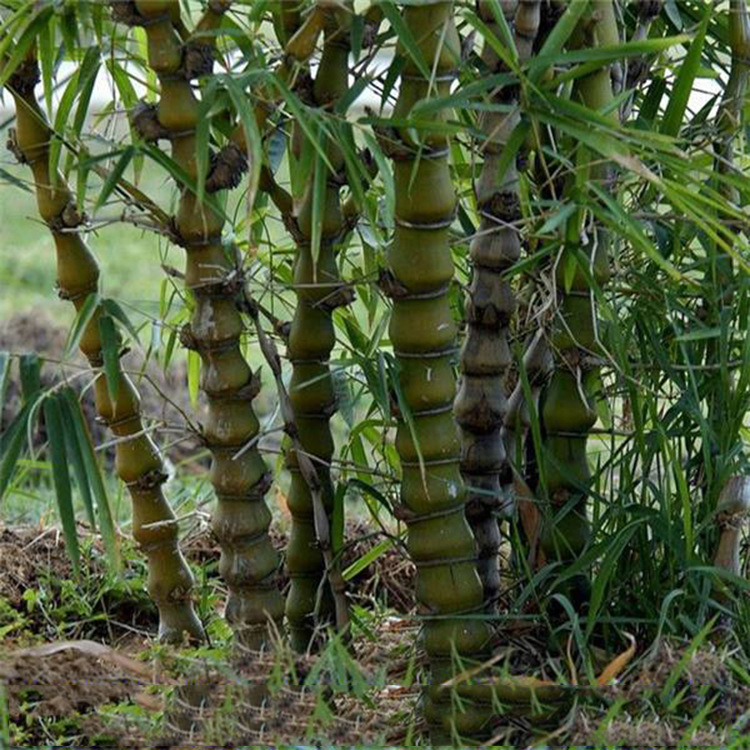 Buddha Belly Bamboo Ornamental Bamboo Four Seasons Evergreen Arhat Bamboo Small Green Indoor Green Plant Potted Plants Without Leaves