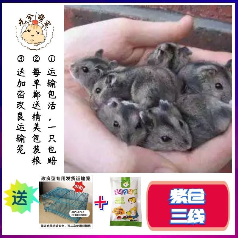 Оптовая продажа заводов по разведению хомяков, большое количество мини-детей Зикамг трехлинейных, переносные вещи для домашних животных, которые можно заменить