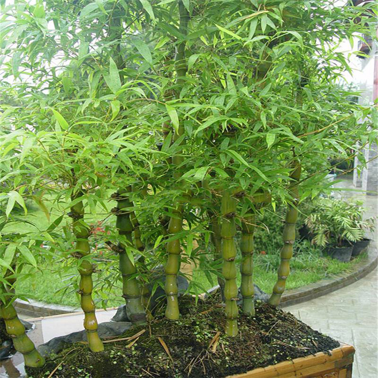 Бамбук с пузом Будды, декоративный бамбук, вечнозеленый в течение четырех сезонов, маленькое зеленое комнатное растение в горшке без листьев