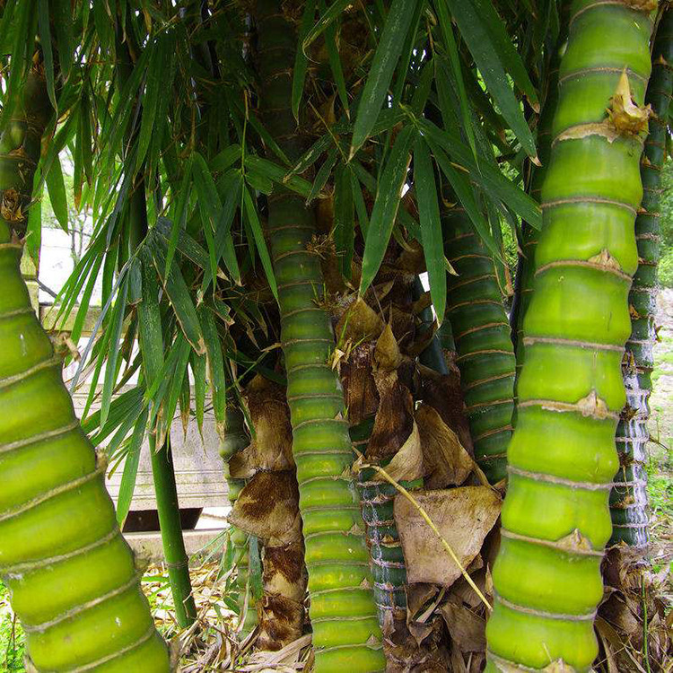 Buddha Belly Bamboo Ornamental Bamboo Four Seasons Evergreen Arhat Bamboo Small Green Indoor Green Plant Potted Plants Without Leaves