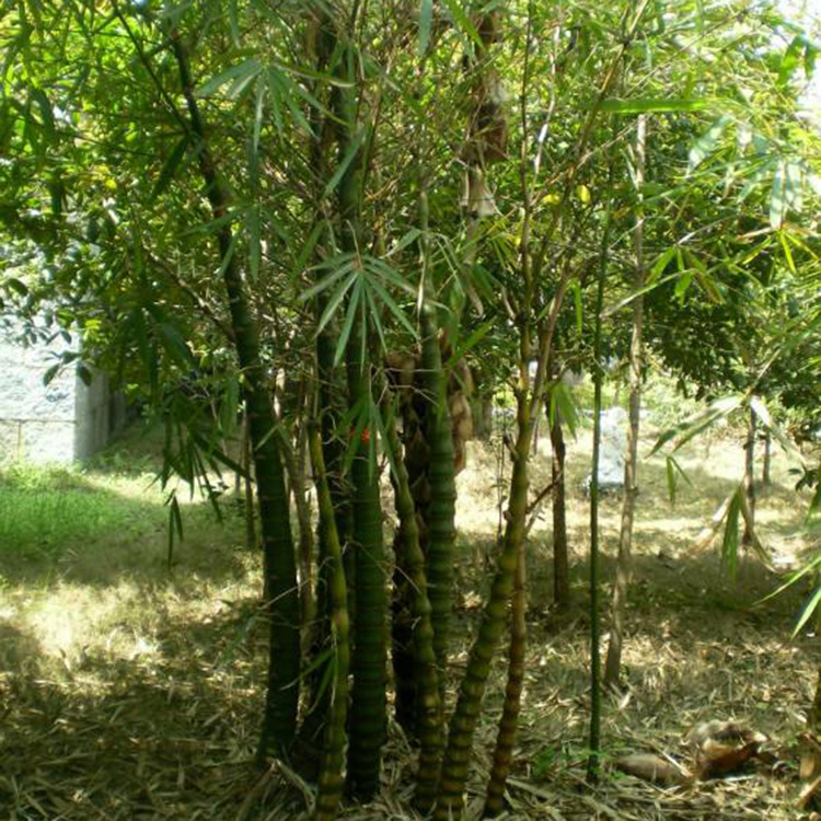 Buddha Belly Bamboo Ornamental Bamboo Four Seasons Evergreen Arhat Bamboo Small Green Indoor Green Plant Potted Plants Without Leaves