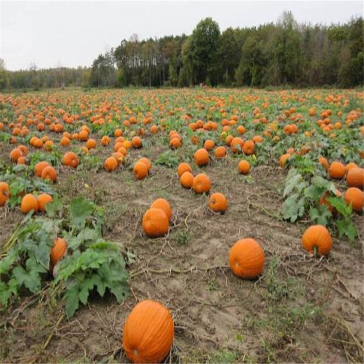 Pumpkin Kernels Wholesale Raw Pumpkin Kernels Large Slices of Pumpkin Kernels Original Baking Ingredients Pumpkin Seeds Dropshipping