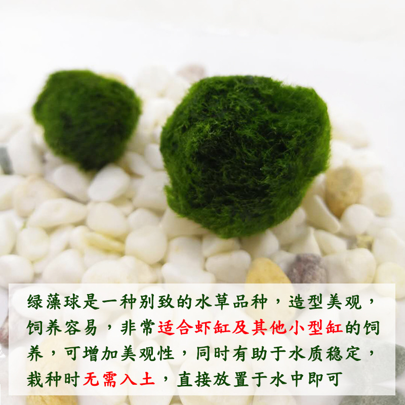 Fish tank aquatic plants living ecological bottle seaweed ball aquarium landscaping decoration Chlorophyta algae ball wholesale 2-7cm
