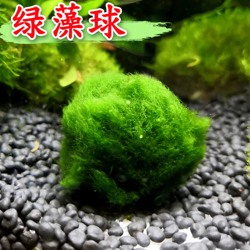 Fish tank aquatic plants living ecological bottle seaweed ball aquarium landscaping decoration Chlorophyta algae ball wholesale 2-7cm