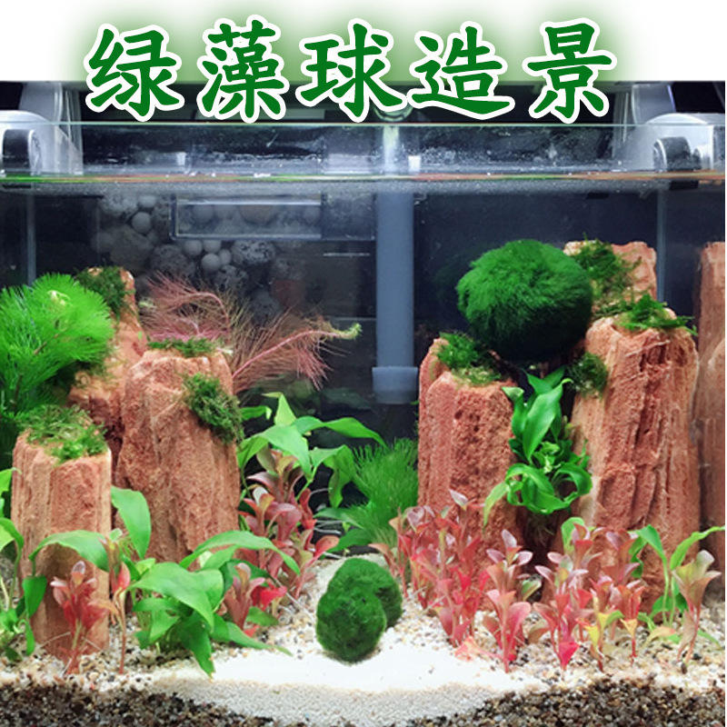 Fish tank aquatic plants living ecological bottle seaweed ball aquarium landscaping decoration Chlorophyta algae ball wholesale 2-7cm