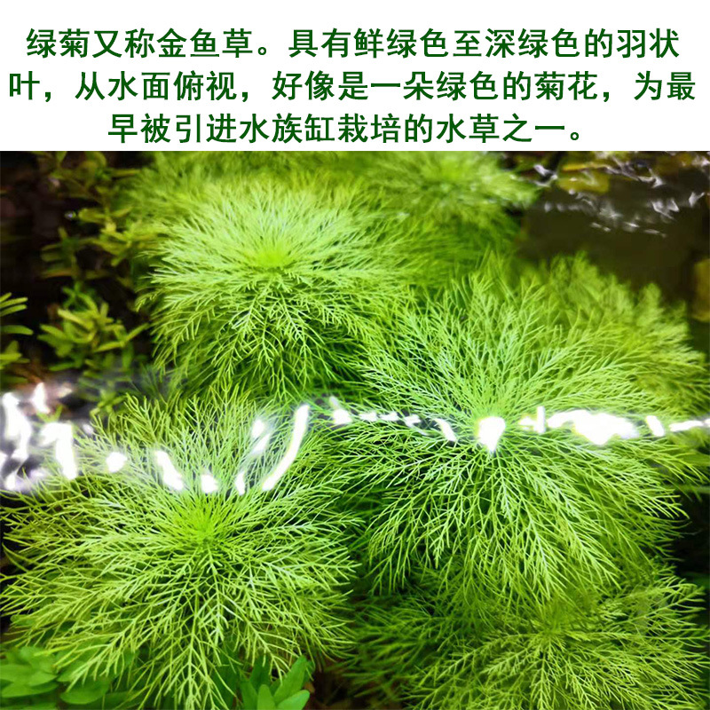 Green chrysanthemum can blossom underwater leaves Real aquatic plants Lazy Man fish tank landscaping decoration middle and rear view grass green chrysanthemum
