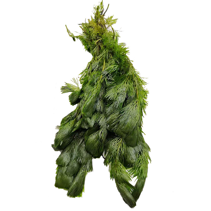 Green chrysanthemum can blossom underwater leaves Real aquatic plants Lazy Man fish tank landscaping decoration middle and rear view grass green chrysanthemum