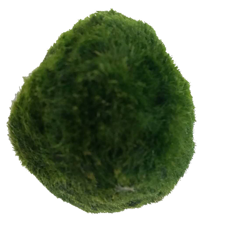 Fish tank aquatic plants living ecological bottle seaweed ball aquarium landscaping decoration Chlorophyta algae ball wholesale 2-7cm