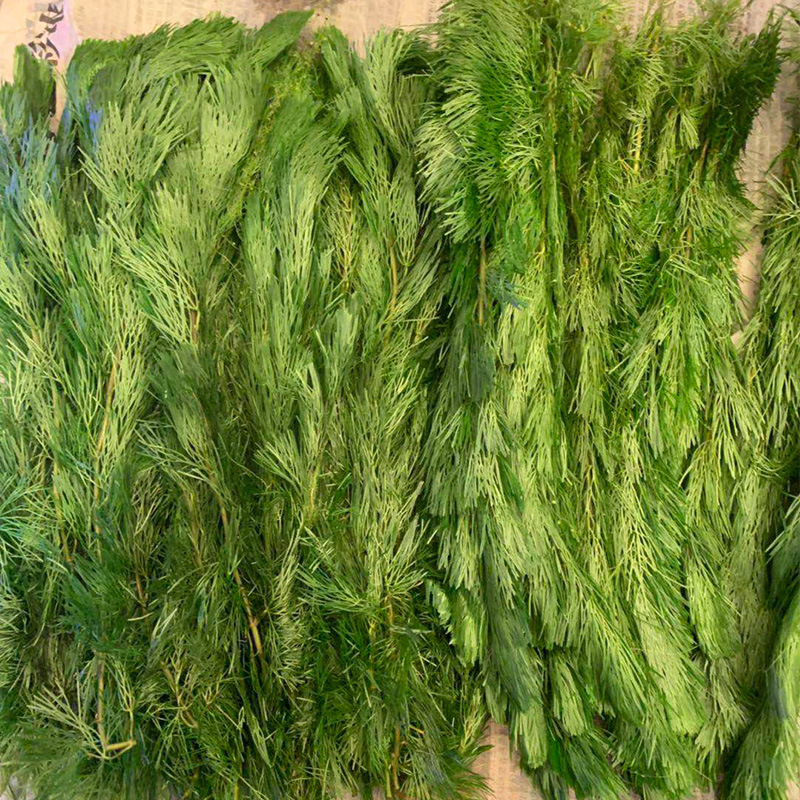 Зеленая хризантема, настоящие водные растения для аквариума, озеленение средних и задних планов