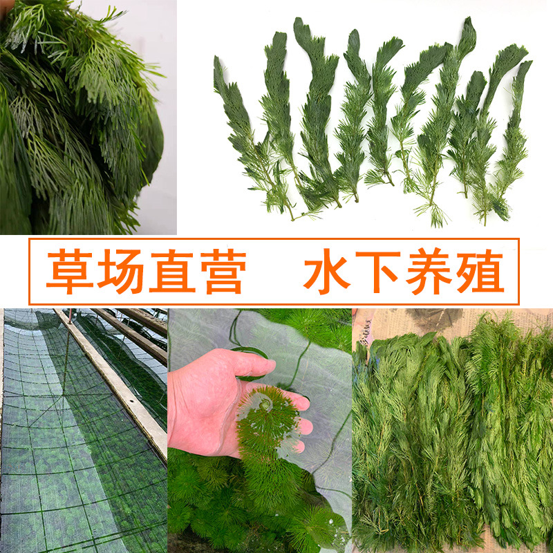 Green chrysanthemum can blossom underwater leaves Real aquatic plants Lazy Man fish tank landscaping decoration middle and rear view grass green chrysanthemum