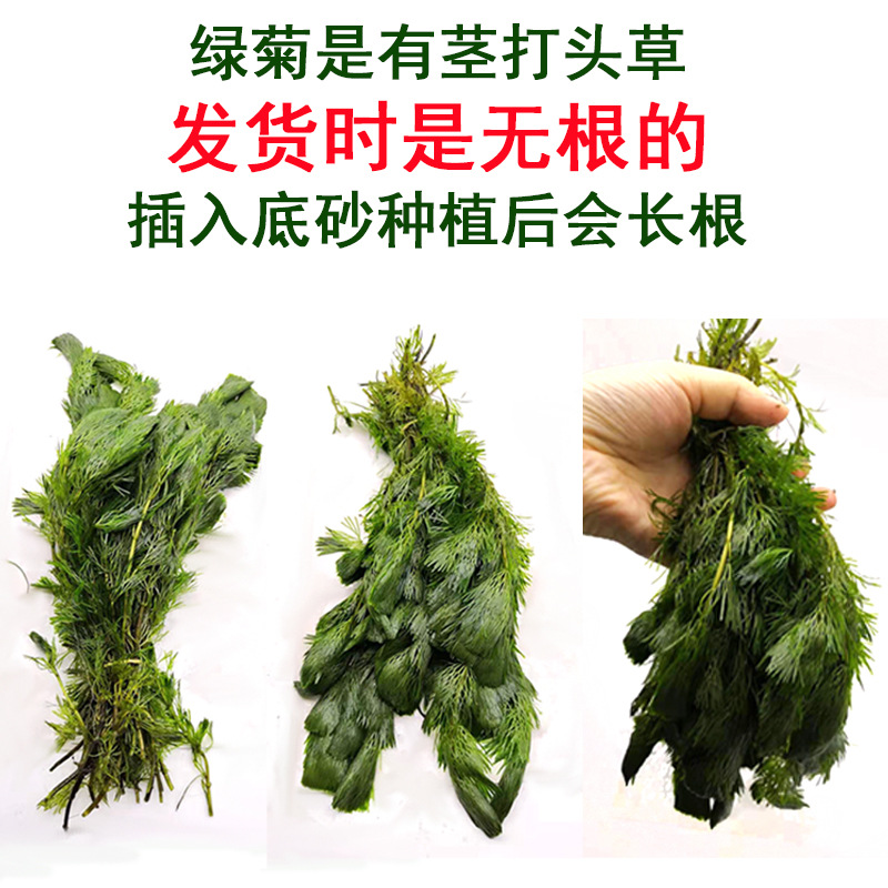 Green chrysanthemum can blossom underwater leaves Real aquatic plants Lazy Man fish tank landscaping decoration middle and rear view grass green chrysanthemum