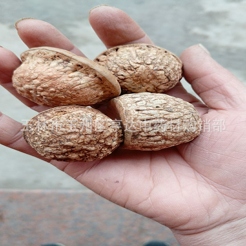 First-Hand Source of Fengliu Fruit, Tianzhu Capsuless, Sao Head Turtle, New Goods, Magu Convex, Dry Goods