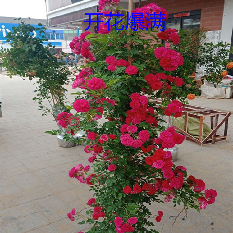 Courtyard Strong-Scented Yellow Woody Saplings Potted Flowering Climbing Plants Sweet Red Woody White Woody Saplings