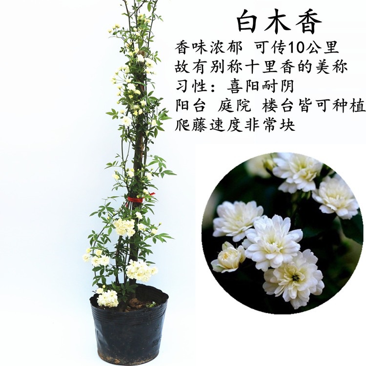 Courtyard Strong-Scented Yellow Woody Saplings Potted Flowering Climbing Plants Sweet Red Woody White Woody Saplings