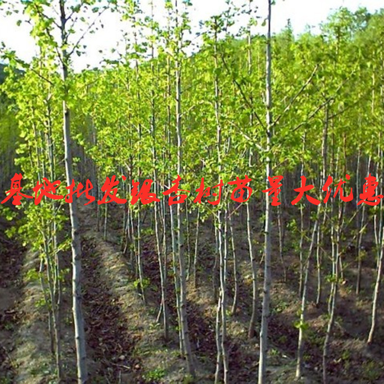 Base Wholesale Ginkgo Ginkgo Saplings Greening Seedlings Project Seedlings Courtyard Planting All Year Round Covered an Acre Saplings