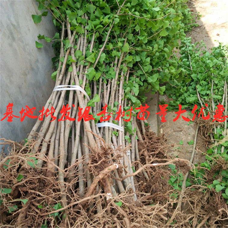 Base Wholesale Ginkgo Ginkgo Saplings Greening Seedlings Project Seedlings Courtyard Planting All Year Round Covered an Acre Saplings