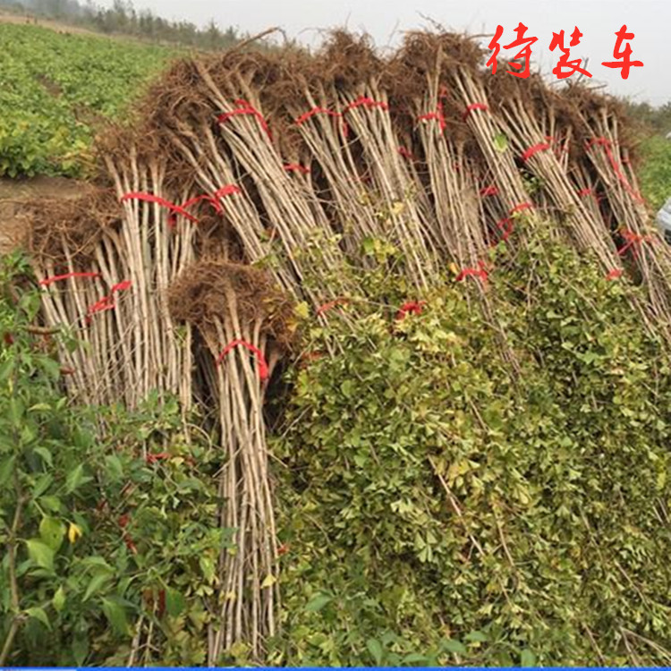 Base Wholesale Ginkgo Ginkgo Saplings Greening Seedlings Project Seedlings Courtyard Planting All Year Round Covered an Acre Saplings