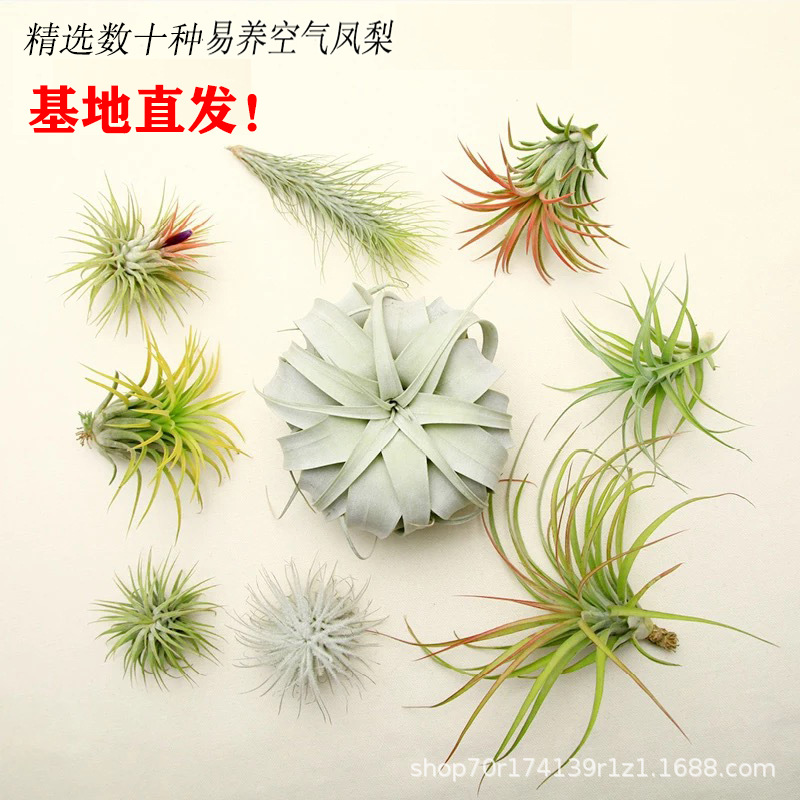 Воздушный ананас безземельное растение для аквариума с рептилиями, красочное горшечное экологическое ландшафтное микроскопическое