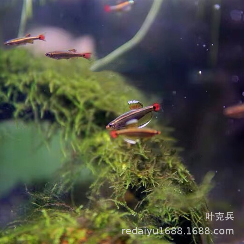 Tropical fish ornamental fish wholesale Kui Li gold rose gold long tail white cloud goldfish