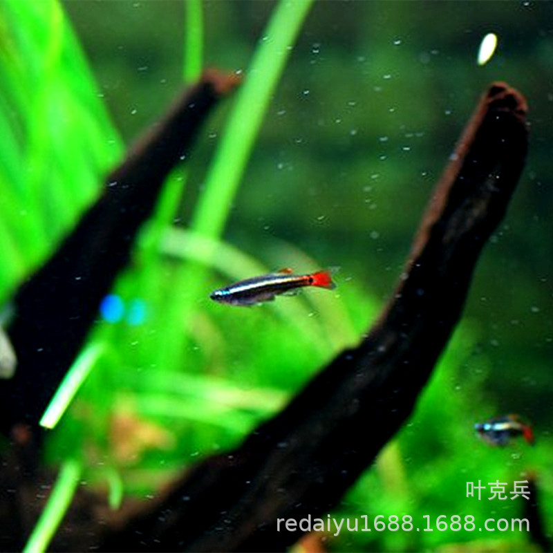 Tropical fish ornamental fish wholesale Kui Li gold rose gold long tail white cloud goldfish