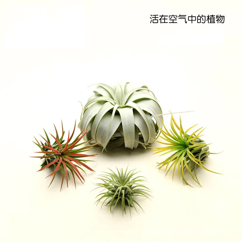 Air Pineapple Air Pineapple Soilless Plant Rainforest Tank Reptile Landscaping Colorful Potted Ecological Landscape Microscopic
