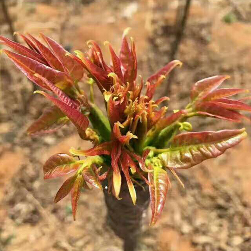 Base Wholesale Southern and Northern Planting Courtyard Potted Ground Planting Toona Seedlings Toona Saplings Red Oil Toona Saplings