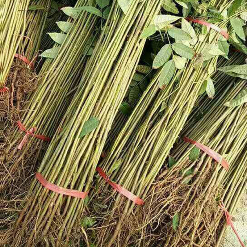 Base Wholesale Southern and Northern Planting Courtyard Potted Ground Planting Toona Seedlings Toona Saplings Red Oil Toona Saplings