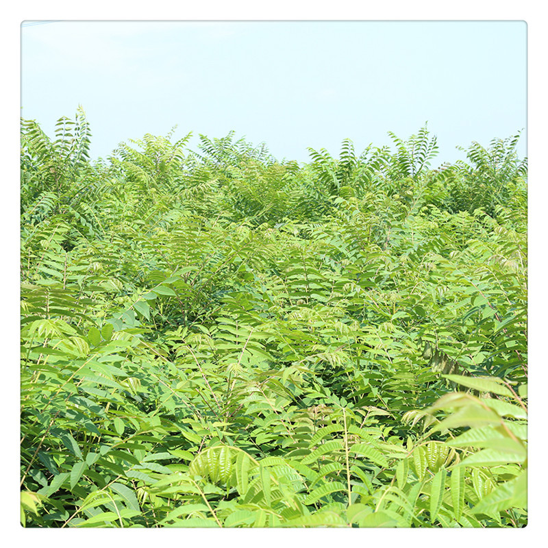 Base Wholesale Southern and Northern Planting Courtyard Potted Ground Planting Toona Seedlings Toona Saplings Red Oil Toona Saplings