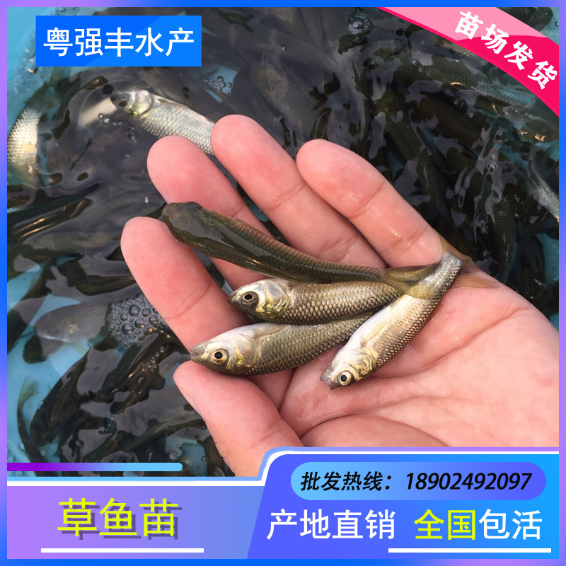 Direct Supply of Grass Carp Fry from Seedling Farms, Live Selection of High-Quality Varieties, Grass Carp Fry, Grass Carp Fry, Fish Wholesale