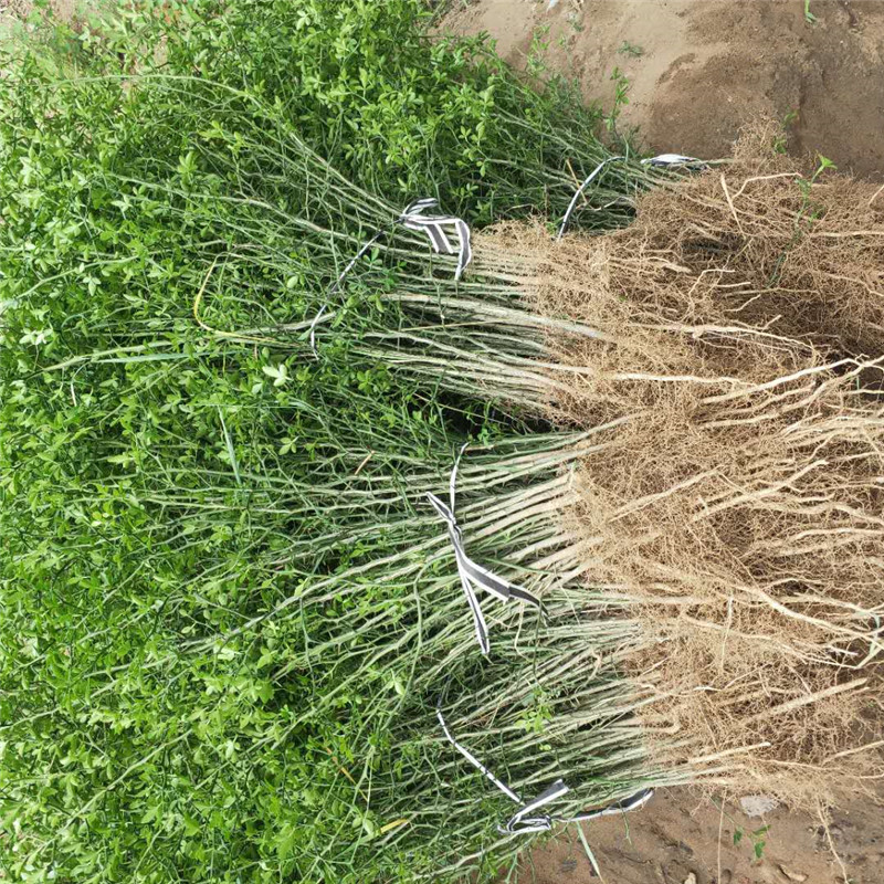 Саженцы боярышника Prickly Fence, 2-летние, высота 50 см, саженцы Citrus Aurantium, с влажностью и бесплатной доставкой