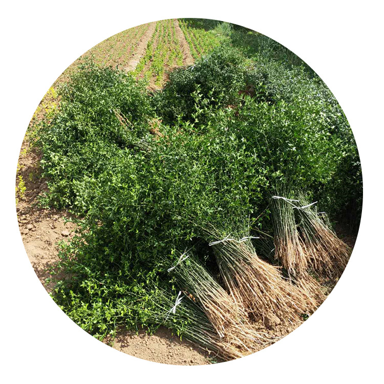 Sale of 2-Year-Old Wolfberry Seedlings, Grafted Orange Rootstock, Hedge Seedlings