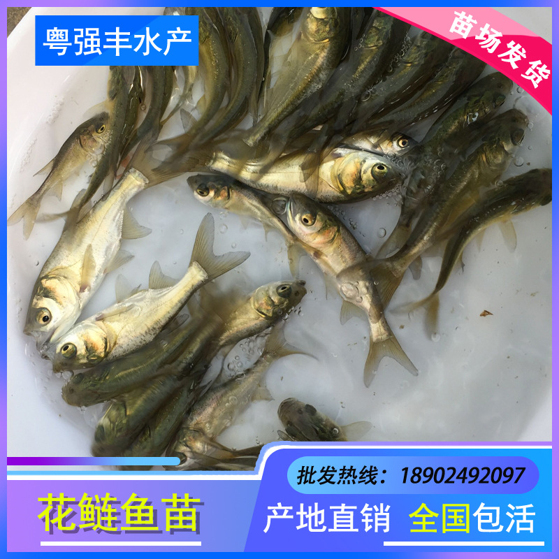 Seedlings Directly Supplied from Seedling Farms: White Silver Carp Seedlings, White Silver Carp Seedlings, Big Head Fish Seedlings, Fat Head Fish Seedlings, Freshwater Cultured Live Fish Seedlings