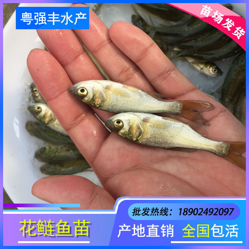 Seedlings Directly Supplied from Seedling Farms: White Silver Carp Seedlings, White Silver Carp Seedlings, Big Head Fish Seedlings, Fat Head Fish Seedlings, Freshwater Cultured Live Fish Seedlings