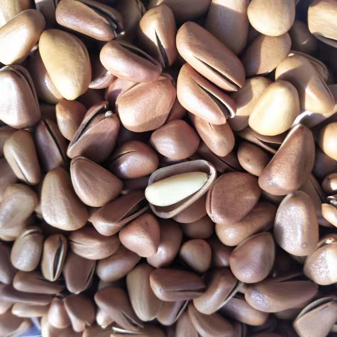 Large Bulk Wholesale New Arrival Pine Nuts in Bulk Original Hand-pulled Open Red Pine Nuts Roasted Seeds and Nuts with Pine Nuts Generation Pine Nuts