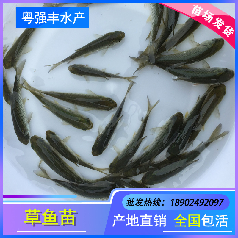 Прямая поставка мальков травяного карпа с фермерских хозяйств, живой выбор высококачественных сортов, мальки травяного карпа, оптовая продажа рыбы