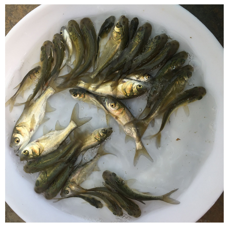 Seedlings Directly Supplied from Seedling Farms: White Silver Carp Seedlings, White Silver Carp Seedlings, Big Head Fish Seedlings, Fat Head Fish Seedlings, Freshwater Cultured Live Fish Seedlings